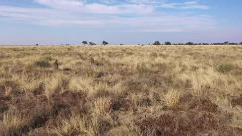 AUSTRALIAN EMU ROAMING IN THE NATURE Stock Footage 261820134