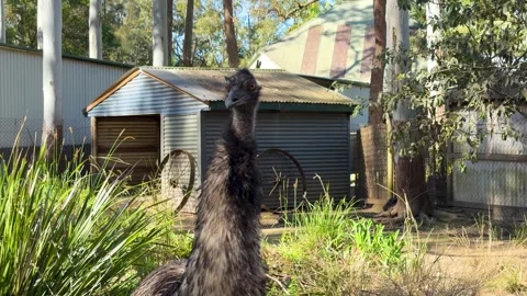 Australian Emu Standing in Rural Backyard Near Corrugated Shed Stock Footage 340866298
