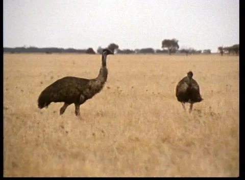 AUSTRALIAN EMU'S  (1987) Stock Footage 163137265