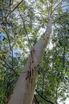 Australian eucalyptus, bottom view, forest landscape Foto stock