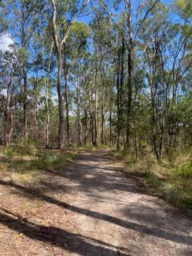 Australian Eucalyptus Forest Walking Track in Bright Sunlight Фото