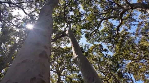 Australian Eucalyptus forests and native vegetation. Stock Footage 43478207