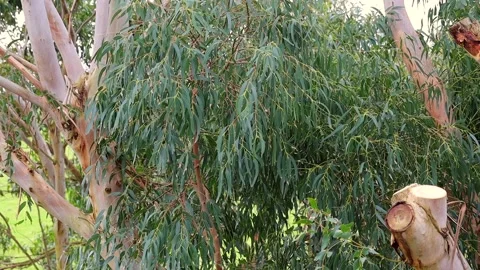 Australian eucalyptus Gum Leaves Stock Footage 207413333