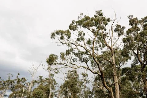 Australian eucalyptus gum trees in front of an over cast stormy sky, there is Stock Photos