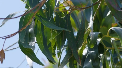 Australian Eucalyptus leaves blowing in the wind. 스톡 동영상 87640273