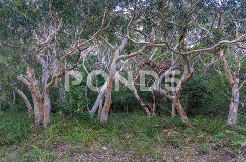 Australian eucalyptus paperbark trees in forest nature background Stock Photos