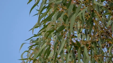 Australian eucalyptus plant leaves on tree against blue sky in the background Stock Footage 68689552
