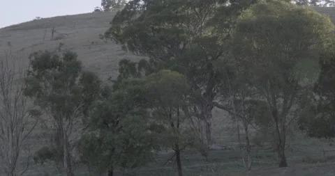 Australian Eucalyptus Trees in Rural Landscape with Rolling Hills Stock Footage 328228397