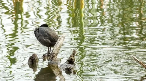 Australian eurasian coot demonstrating bird behavior whilst standing on falle Stock Footage 61532147