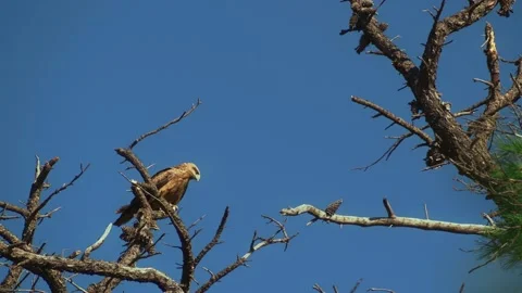 Australian Falcon in a empty tree Stock Footage 162547322