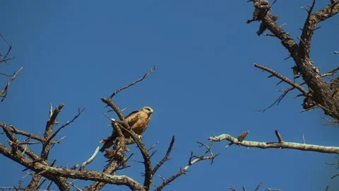 Australian Falcon sitting in a Tree Stock Footage 162547364