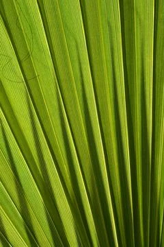 Australian fan palm Stock Photos