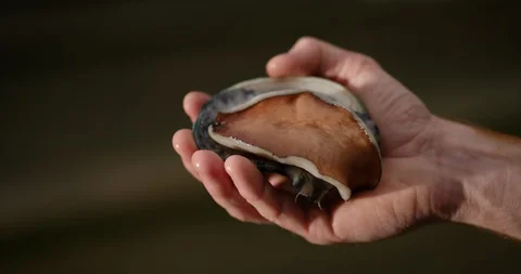 Australian farmed Tiger abalone being gently handled with dark background. Stock Footage 87709891