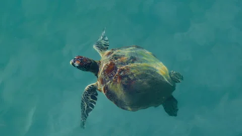 Australian Flatback sea turtle ascends to surface to breathe at Mission Stock Footage 233961444