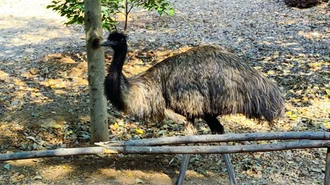 Australian Flightless Bird Emu Video stock 73766336