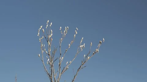 Australian Flock of Birds in a Tree 스톡 동영상 304853482