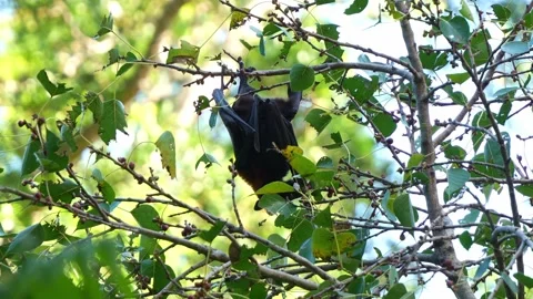Australian flying-fox hanging upside down from a tree branch amidst lush Stock Footage 291065071