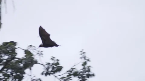 Australian Flying fox in Slow Motion Stock Footage 79045039