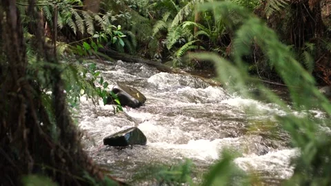 Australian Forest Creek Stock Footage 167747949