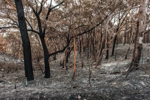 Australian forest fire Foto stock