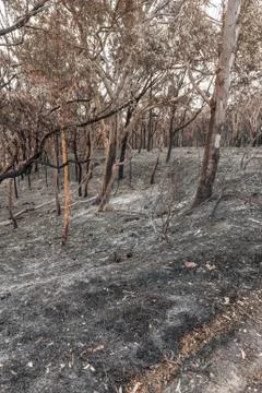 Australian forest fire Foto stock