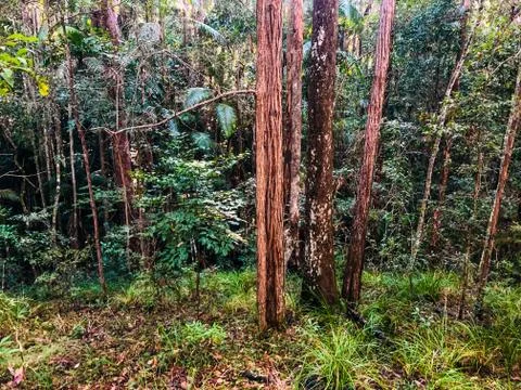 Australian Forest Photos