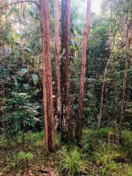 Australian Forest Photos