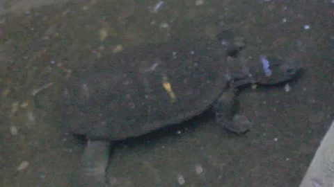 Australian Freshwater Turtle Stock Footage 86666562