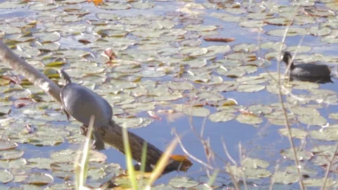 Australian Freshwater Turtle Stock Footage 86666658
