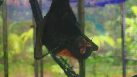 Australian fruit bat Stock Footage 130441772