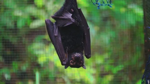 Australian fruit bat Stock Footage 130442031