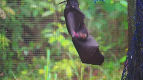 Australian fruit bat Stock Footage 130446601