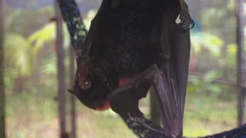 Australian fruit bat Stock Footage 130446828