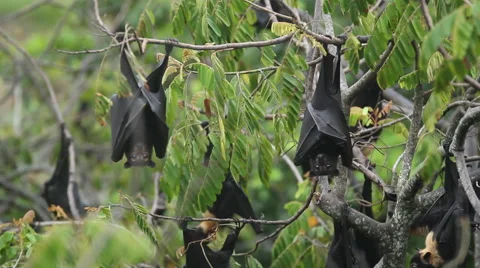 Australian Fruit Bats Stock Footage 45301209