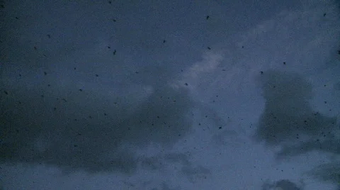 Australian fruit bats take flight over Hamilton Island Stock Footage 450862