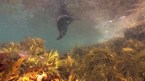 An Australian Fur Seal playing on the surface amongst kelp.  #7-30 Stockbeeldmateriaal 39320746