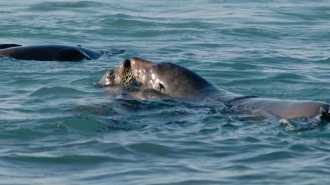 Australian fur seals playing in waters off Cape Bridgewater Australia - HD 30P. Stock Footage 87875893