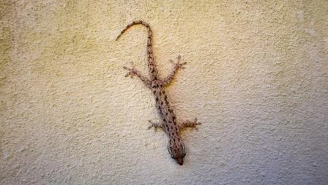 Australian gecko Eastern Dtella Stock Photos