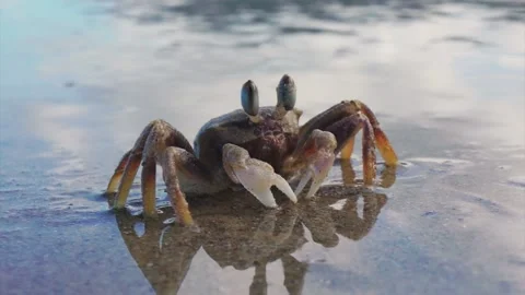 Australian ghost crab Stock Footage 130441309