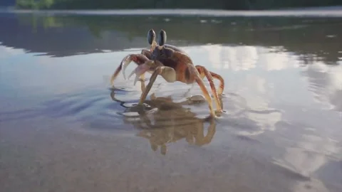 Australian ghost crab Stock Footage 130441346