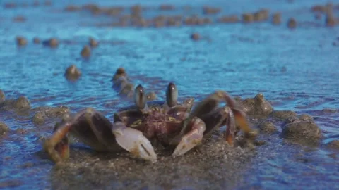 Australian ghost crab Stock Footage 130441364