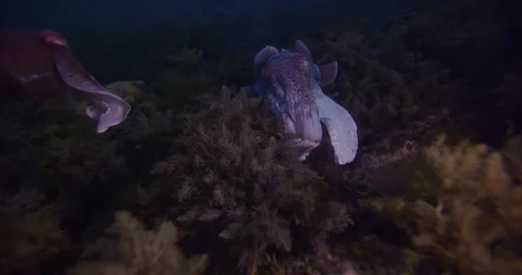 Australian Giant Cuttlefish Aggregation Stock Footage 316446806