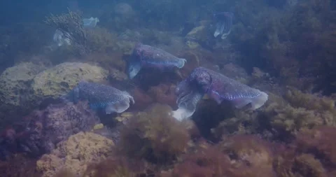 Australian Giant Cuttlefish Aggregation In Natural Light Stock Footage 317984954