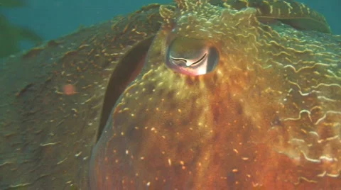 Australian Giant Cuttlefish Stock Footage 156589