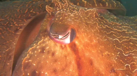 Australian Giant Cuttlefish  Stock Footage 156598