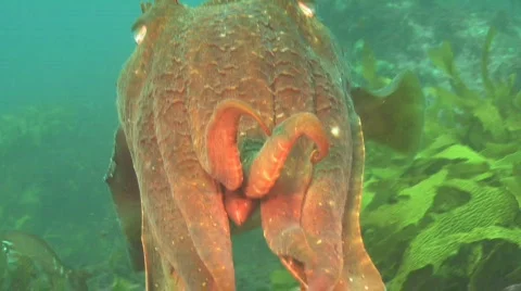 Australian Giant Cuttlefish  Stock Footage 156618