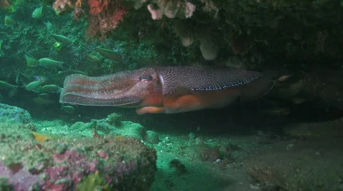 Australian Giant Cuttlefish Stock Footage 605399