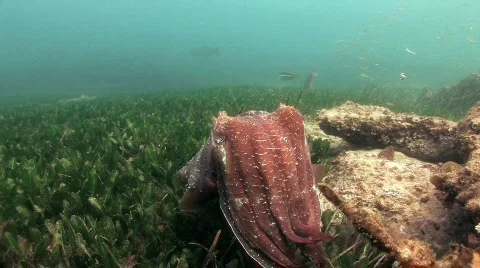 Australian Giant Cuttlefish HD Stock Footage 398697