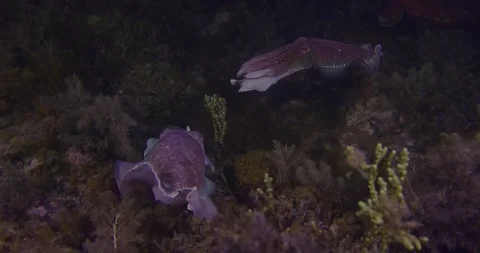 Australian Giant Cuttlefish Migration Stock Footage 317100050