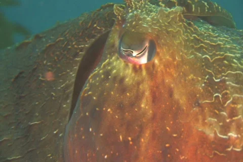 Australian Giant Cuttlefish NTSC Stock Footage 384341
